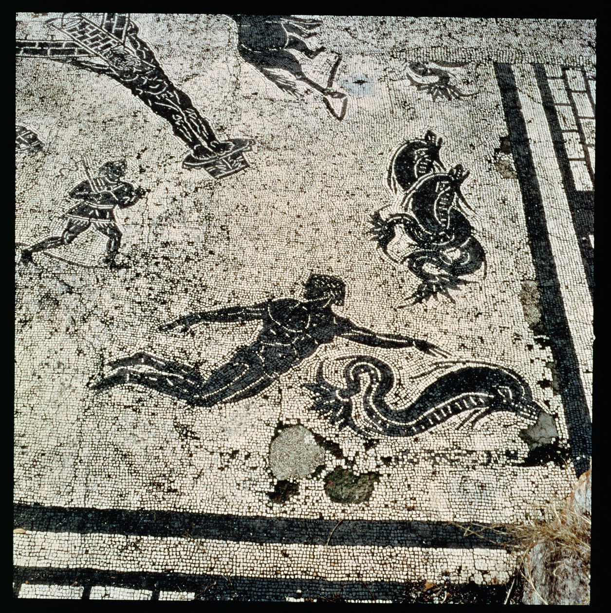Schwimmen mit den Delfinen, aus dem Frigidarium der Bäder von Ostia, 2. Jahrhundert n. Chr. (Mosaik) von Unknown