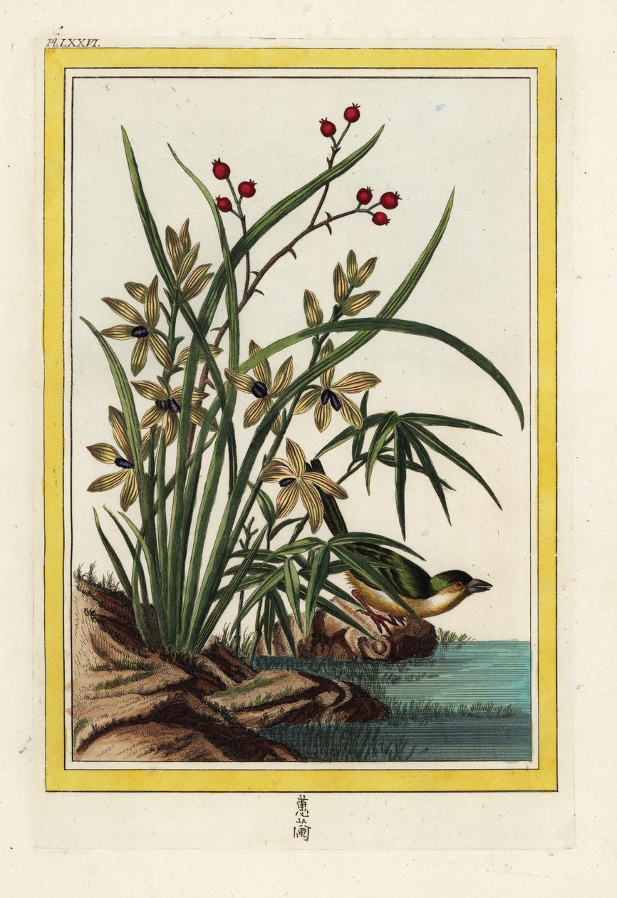 Das Elleborin von China. Helleborine-Orchidee, Cephalanthera longifolia. Handkolorierte Radierung aus Pierre Joseph Buchoz