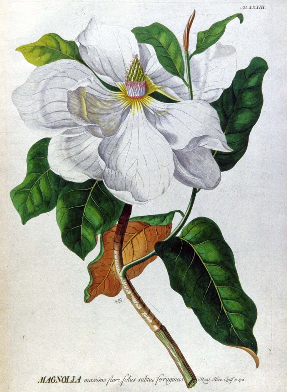 Die Magnolie von Unbekannter Künstler