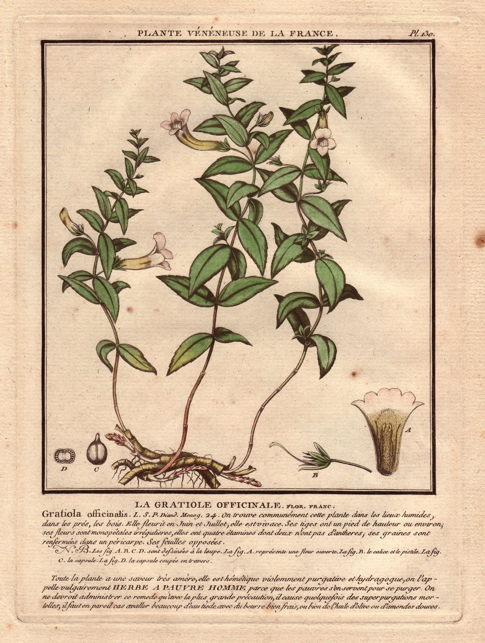 Die Gratiola officinale (Gratiola officinalis). Giftige Pflanze, Beschreibung der Pflanze, Stängel, Blätter, Blüten und Wurzeln. Details von Kelch, Stempel und Kapsel. Farbradierung aus dem 18. Jahrhundert, im Herbier de la France (1780-1793) von Unbekannter Künstler