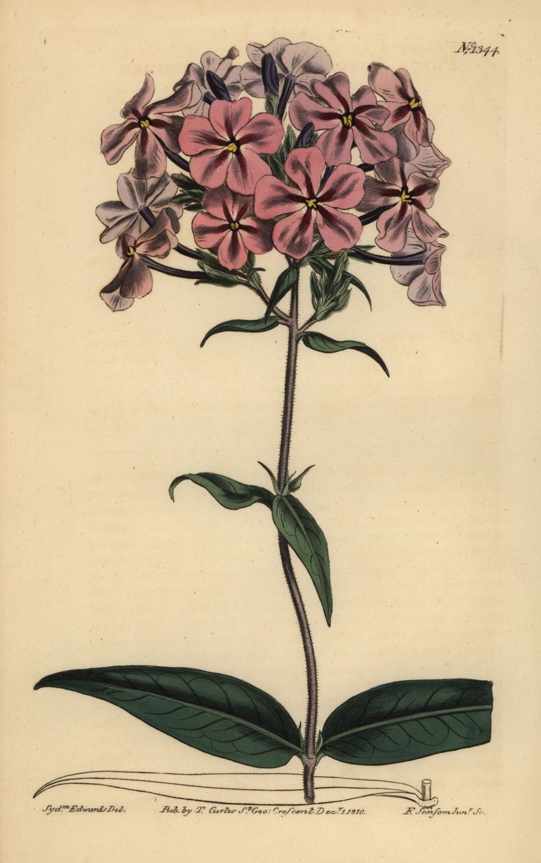 Dichtblättrige Flammenblume von Unbekannt
