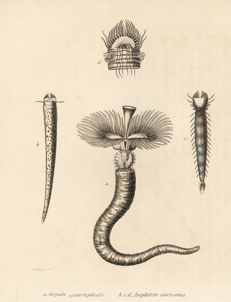Röhrenwurm, Serpula vermicularis (Serpula contortuplicata), und Fächerwurm, Amphictene auricoma (Amphitrite auricoma). Handkolorierte Lithographie von Gebhart nach einer Illustration von Zehner aus Georg Friedrich Treitschkes Galerie der Naturgeschichte, N von Unbekannter Künstler