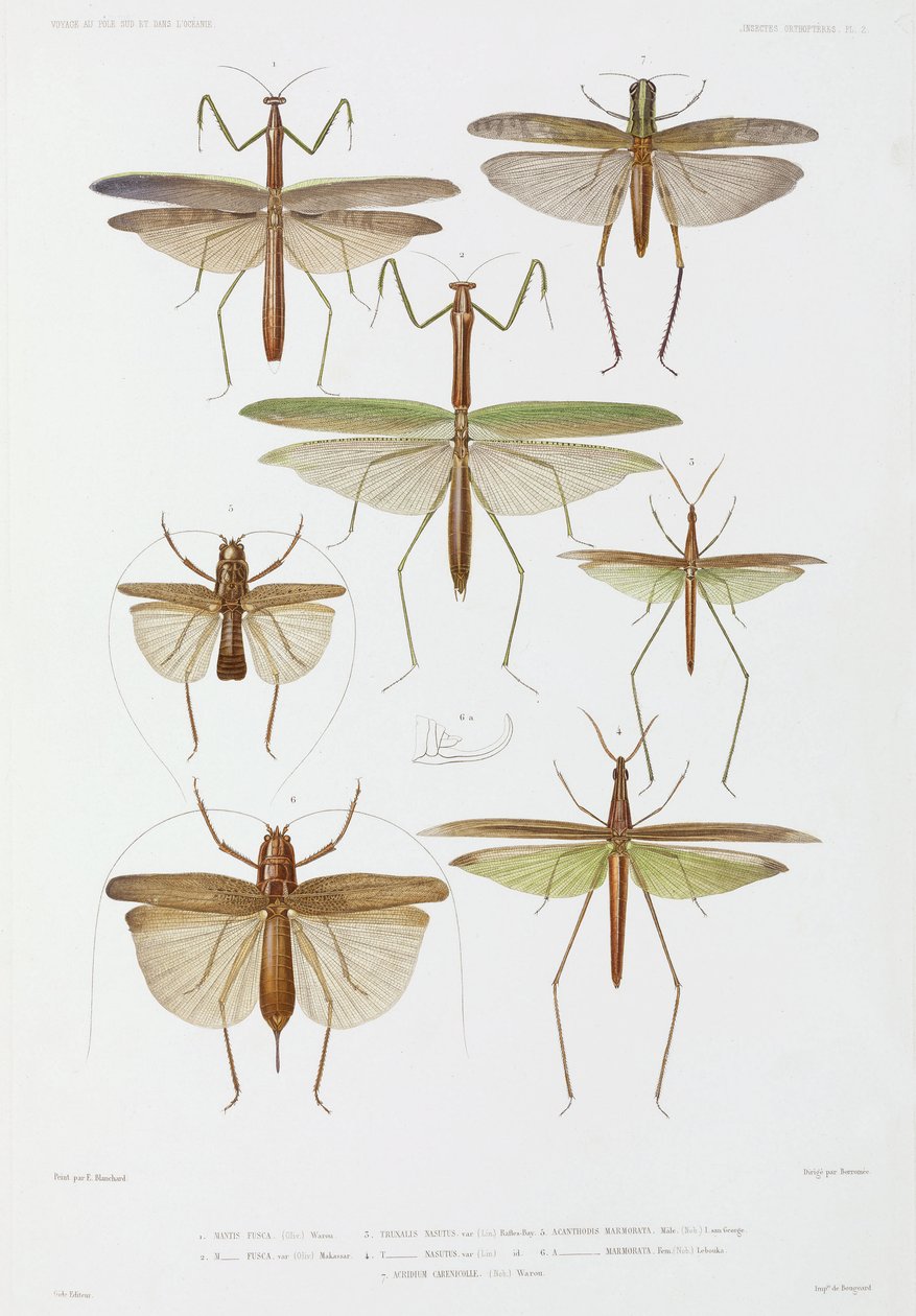 Insektenarten, Australien und Indonesien von Unbekannter Künstler