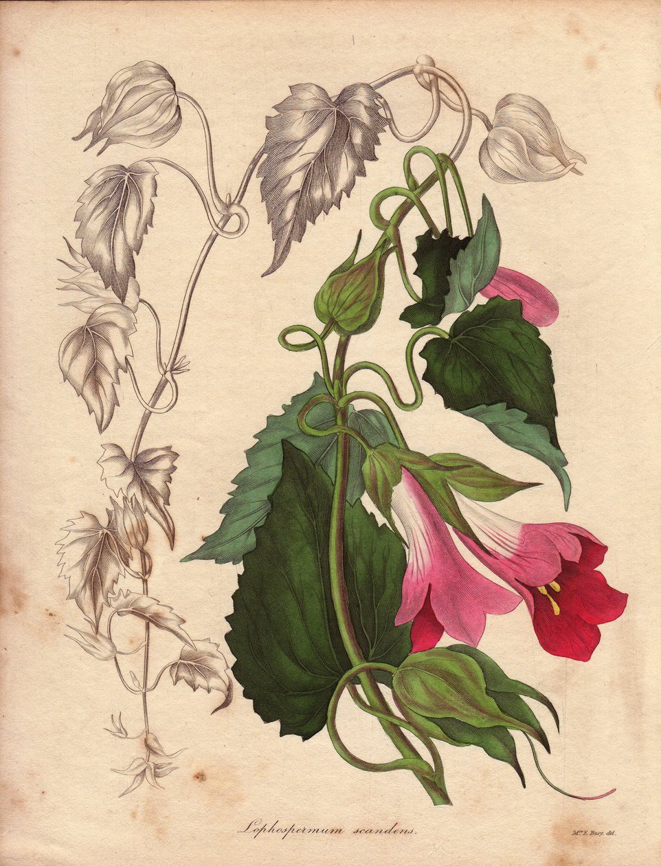 Varietät des Lophospermum (L.Scandens). Illustration von Mr. Bates in der Sammlung von Charles Tayleure von Unbekannter Künstler