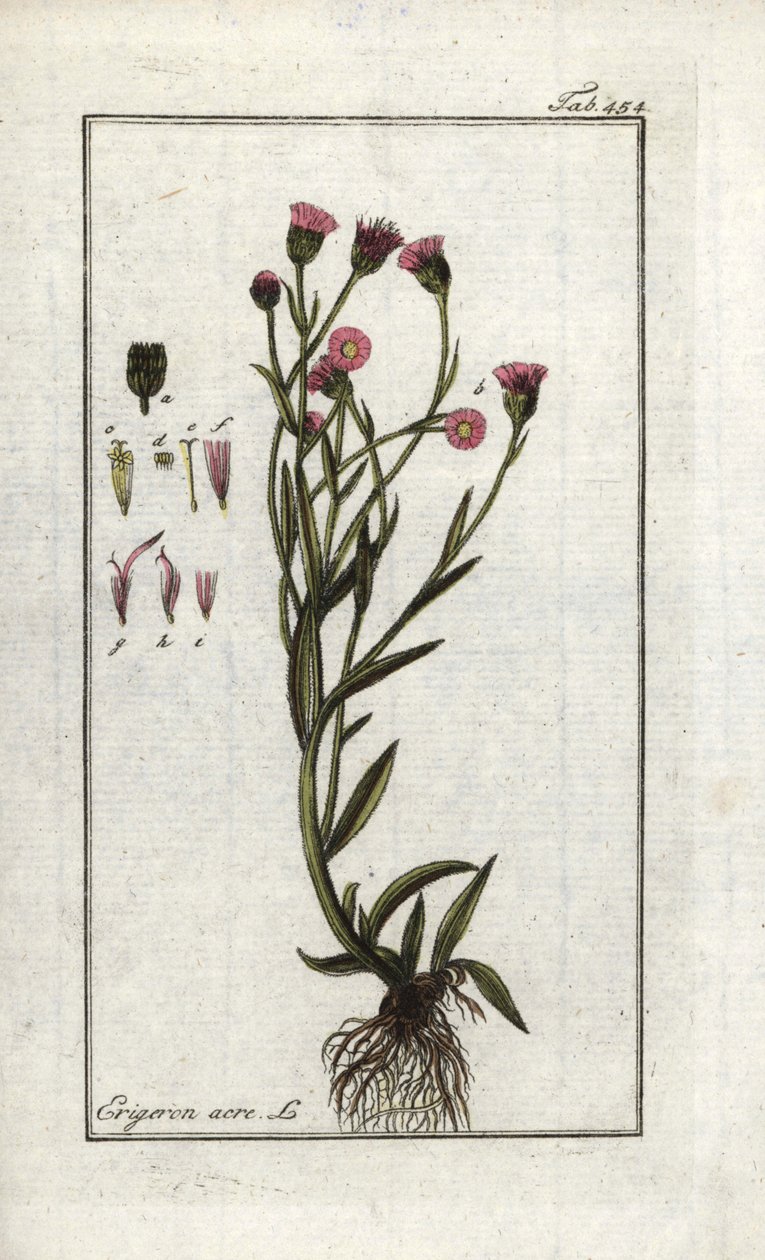 Scharfer Berufkraut (Erigeron acris). Lithographie aus „Afbeelding der Artseny-Gewassen“ von Johannes Zorn (1739-1799), Niederlande von Unbekannter Künstler