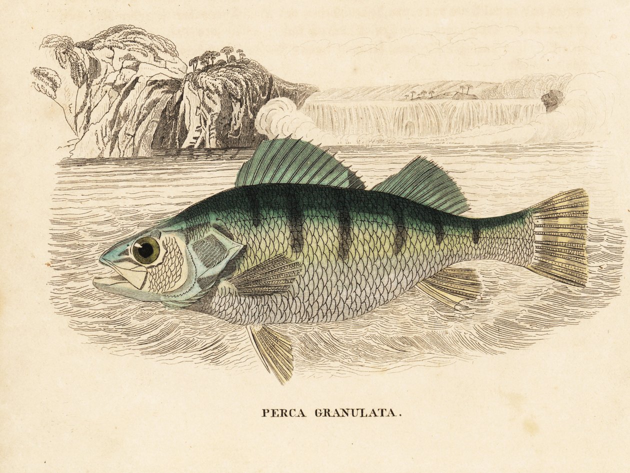 Gelbbarsch, Perca flavescens. Handkolorierter Stahlstich aus Georg Friedrich Treitschkes Naturhistorischer Bildersaal des Thierreiches, Leipzig-1842. von Unbekannter Künstler