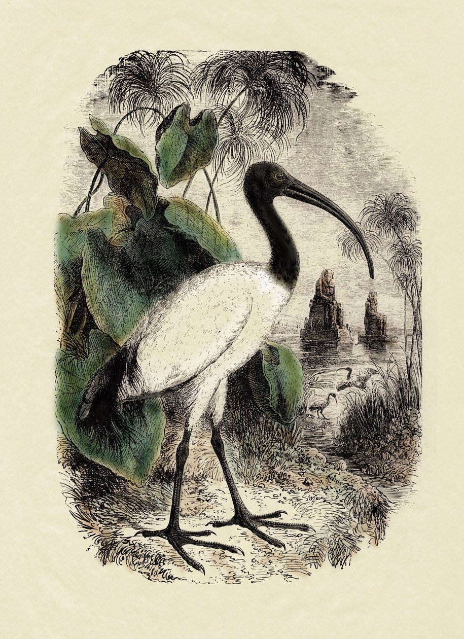 Zoologie: Heiliger Ibis (Threskiornis aethiopicus), Gravur des 19. Jahrhunderts von Unbekannter Künstler