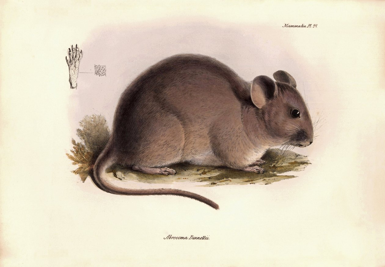 Zoologie: Die „Abrocoma Bennettii“ oder Bennett-Chinchilla, beschrieben von Charles Darwin während seiner Erkundungsreise an Bord der Beagle. Tafel aus „The Zoology of the voyage of H.M.S. Beagle under the command of Captain Fitzroy during the years 1832 t von Unbekannter Künstler