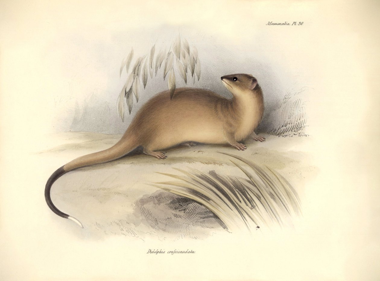 Zoologie: Der „Didelphis crassicaudata“ der Opossum-Familie, beschrieben von Charles Darwin während seiner Forschungsreise an Bord der Beagle. Tafel aus „The Zoology of the voyage of H.M.S. Beagle under the command of Captain Fitzroy during the years 1832  von Unbekannter Künstler
