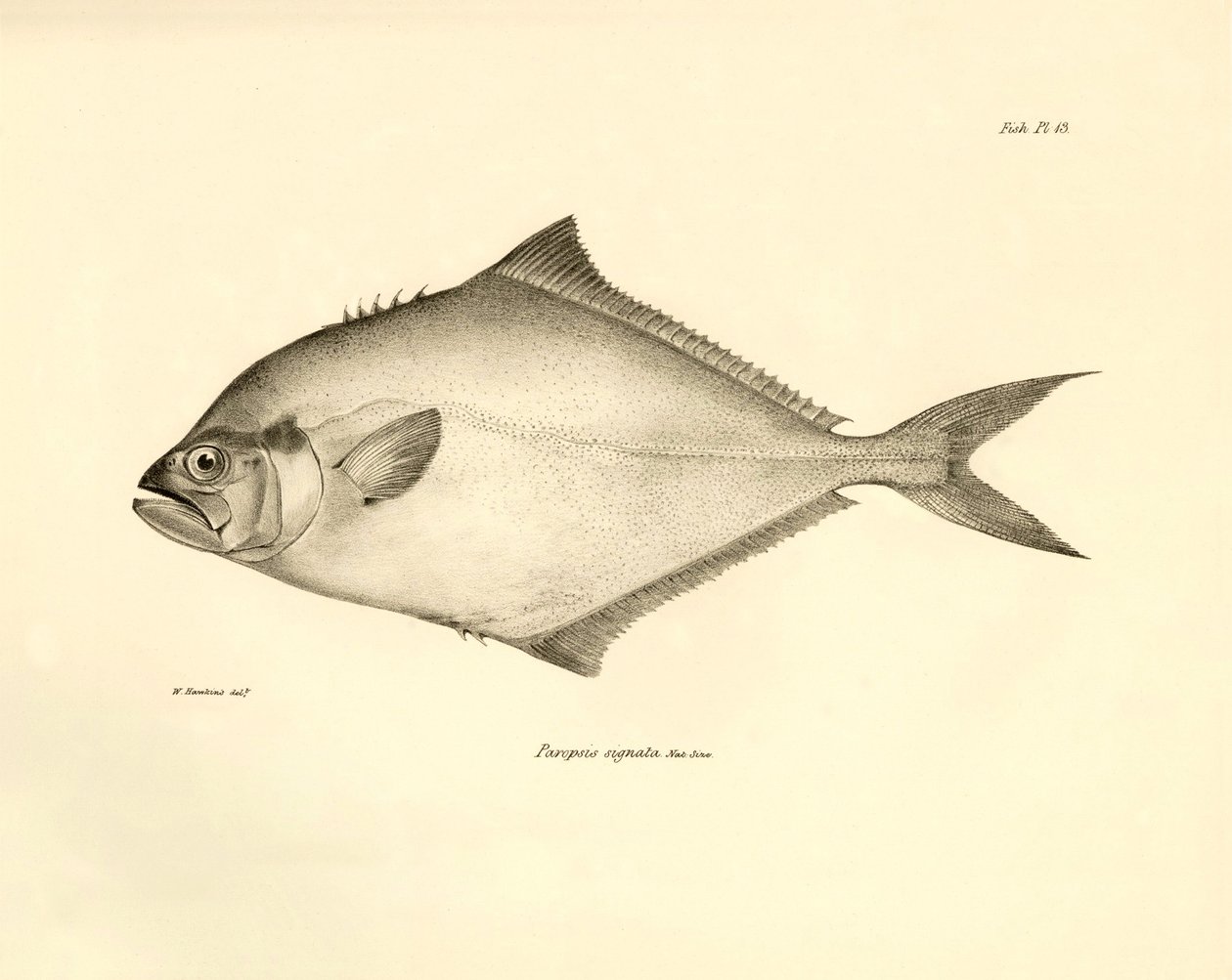 Zoologie: Darstellung des Fisches „Paropsis signata“ beschrieben von Charles Darwin während seiner Reise an Bord der Beagle. Platte aus „The zoology of the voyage of H.M.S. Beagle under the command of Captain Fitzroy during the years 1832-1836“ von Unbekannter Künstler