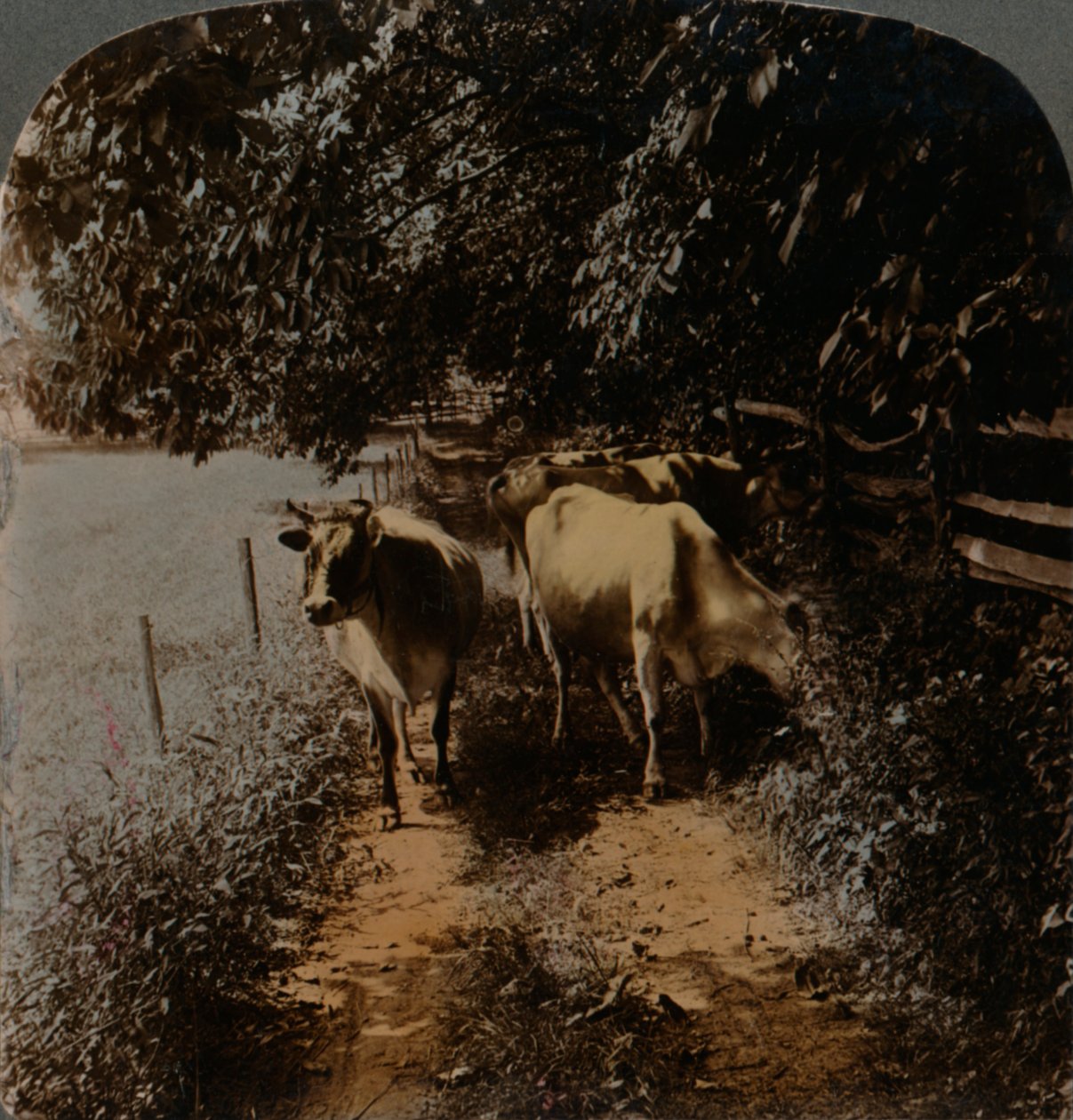 Kühe kommen zur Melkzeit nach Hause, ca. 1900 von Underwood and Underwood