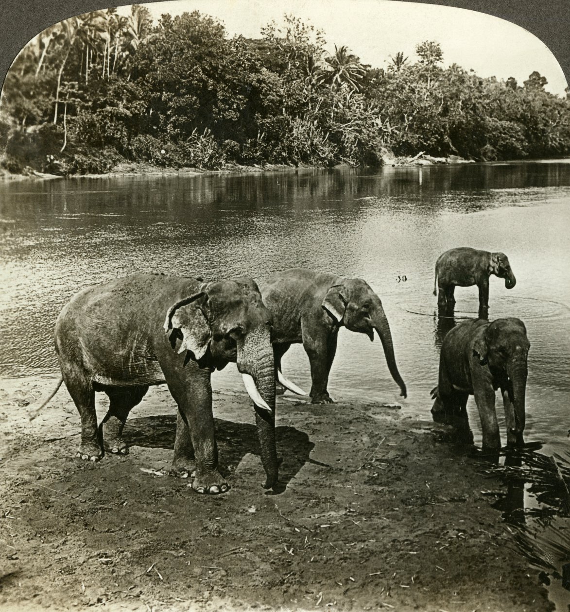 Elefanten, Sri Lanka Ceylon von Underwood and Underwood