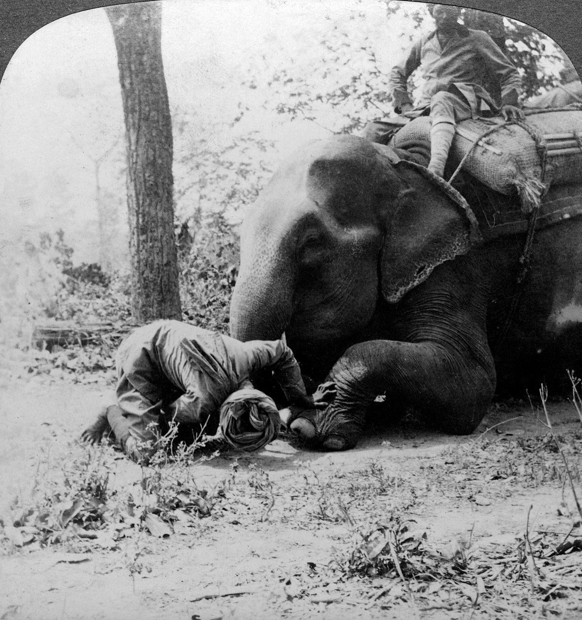 Mahout entfernt einen Dorn aus dem Fuß eines Elefanten, Behar-Tigerjagd, Indien, ca. 1900er von Underwood and Underwood