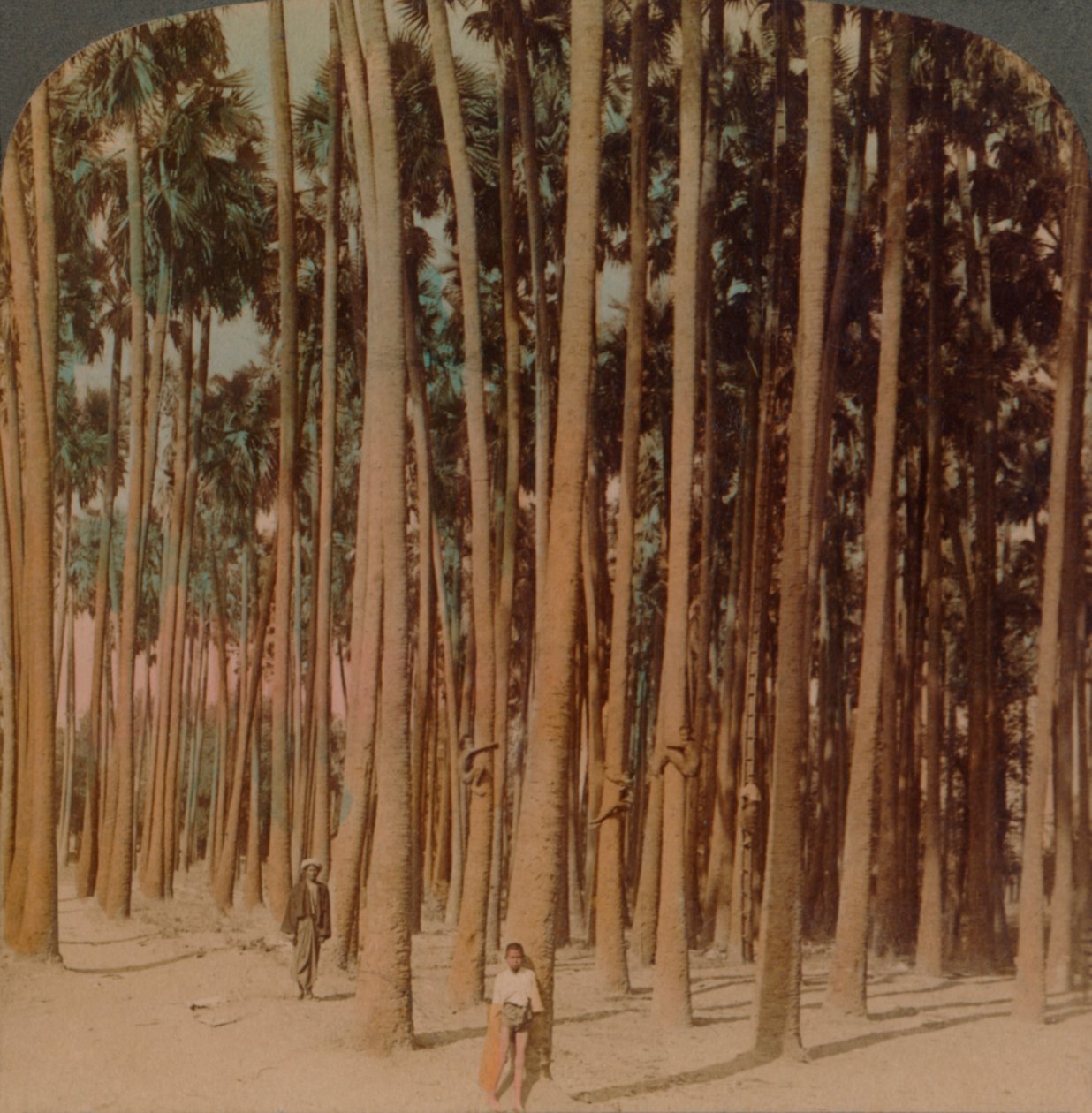 Toddy-Palmen 100 Fuß hoch, Pagan, Burma, 1907 von Underwood and Underwood