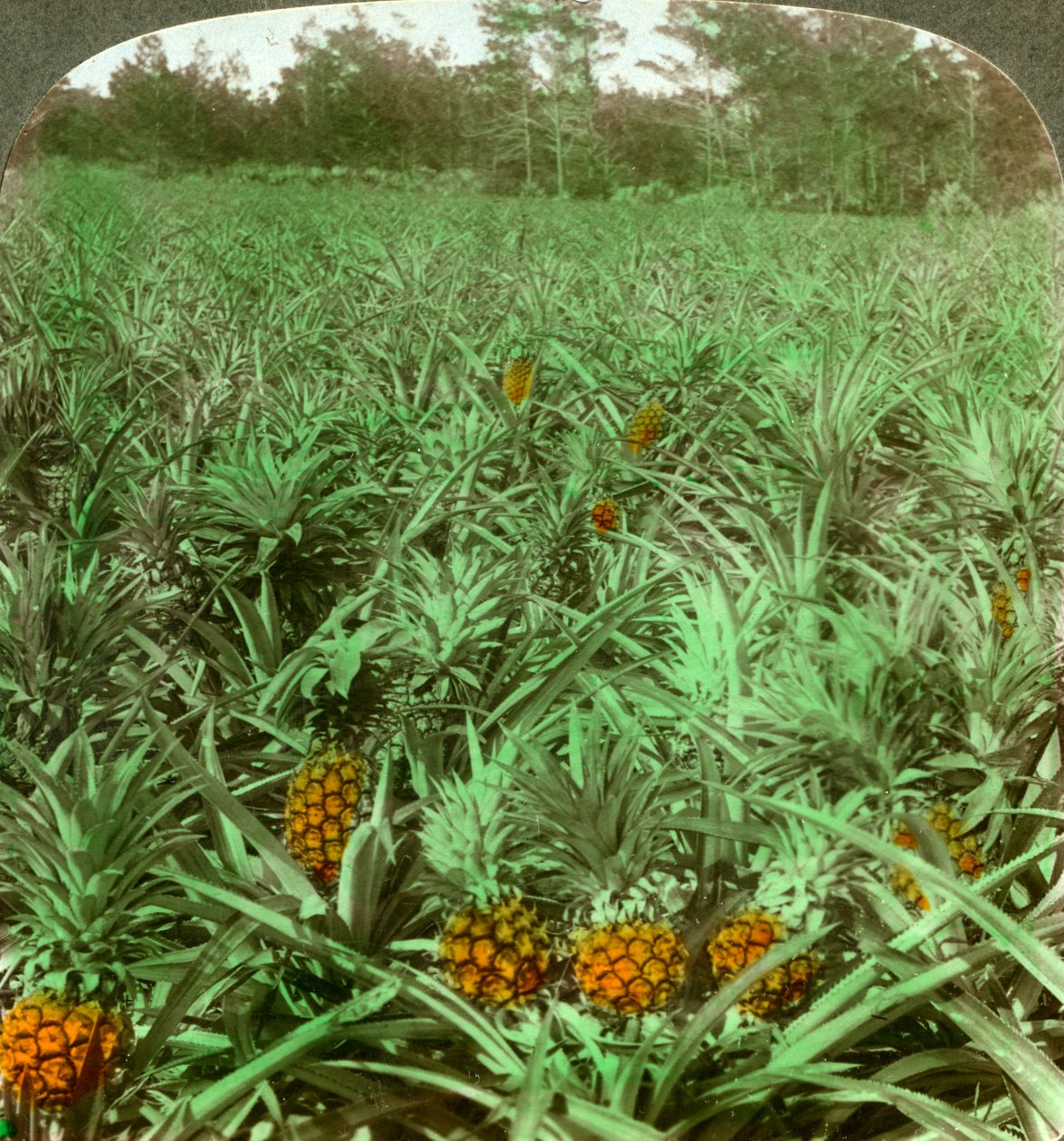 Wo die köstliche Ananas wächst, Florida, USA, 1896 von Underwood and Underwood