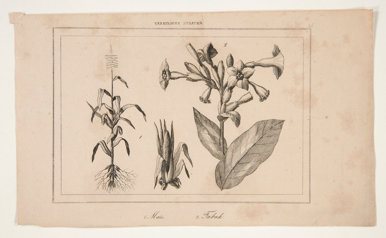 Unbetitelt (Studie der amerikanischen Landwirtschaft) von Unknown
