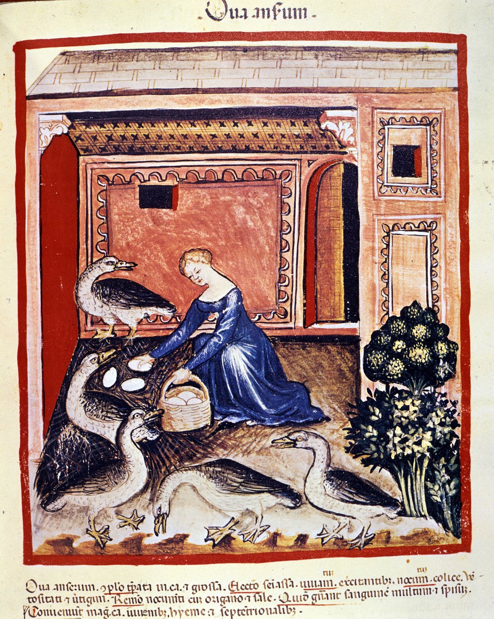 Eine junge Frau sammelt Schilf-Eier. Illumination aus der Milchwirtschaft der Medizin und Diätetik „Tacuinum sanitatis“ von Unknown artist