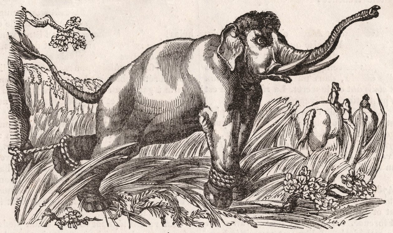 Ein Elefant gefangen in der Savanne, Afrika von Unknown