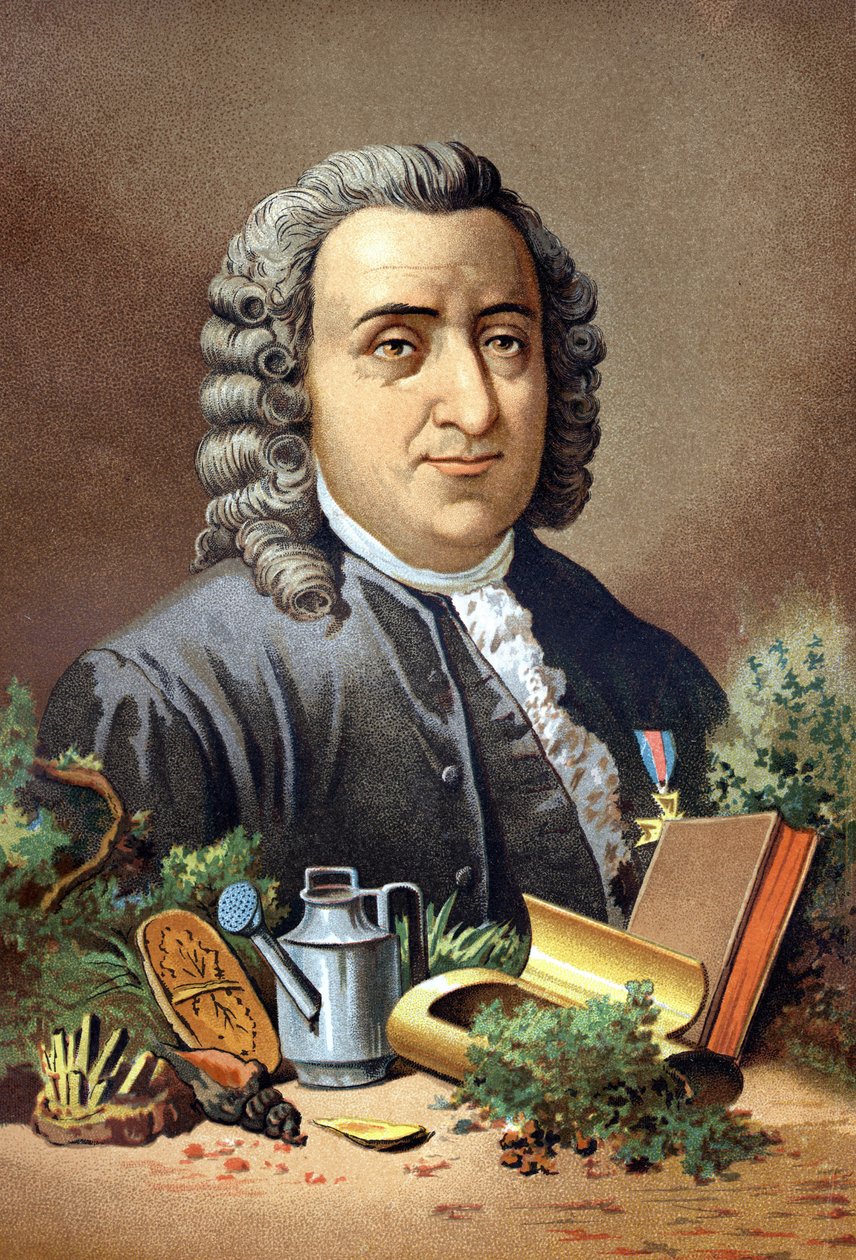 Carl von Linné, schwedischer Naturforscher und Schriftsteller (1707 - 1778) nach „La Ciencia y sus Hombres“ von Louis Figuier. Barcelona 1881 von Unknown artist