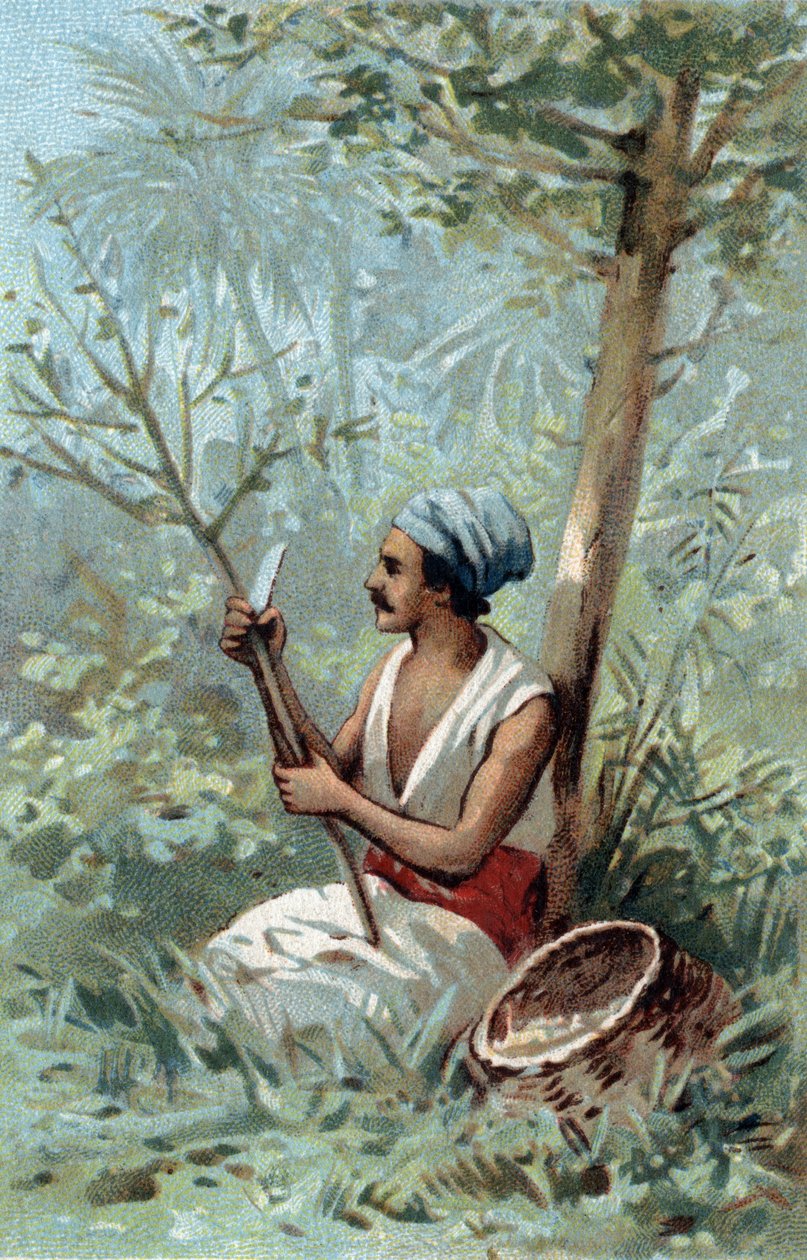 Zimtschale aus Ceylon. Chromolithographie aus dem späten 19. Jahrhundert. von Unknown artist