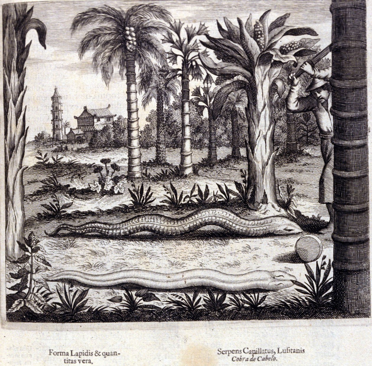 Kobra und Giftschlange aus Indien. „De China Monumenta“ von Athanasius Kircher (1601 - 1680), Jesuit, Orientalist und deutscher Gelehrter, Amsterdam 1667. von Unknown artist