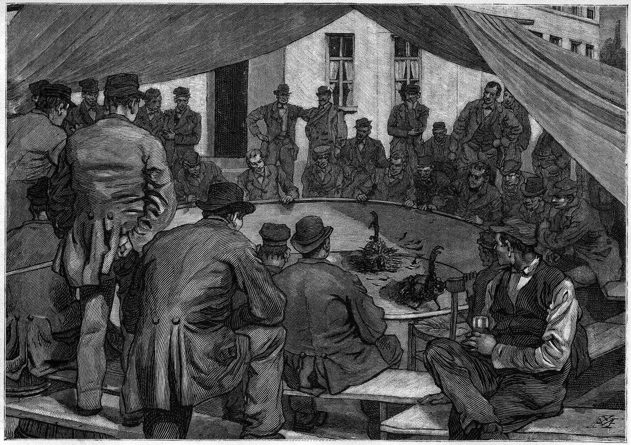 Hahnenkampf in Belgien im Jahr 1888 im „Journal de la jeunesse“ von 1888 von Unknown artist