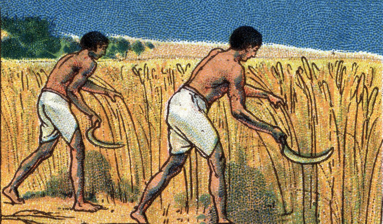 Alltagsleben im alten Ägypten: Bauern bei der Ernte des Weizens, Anfang 20. Jahrhundert von Unknown Artist