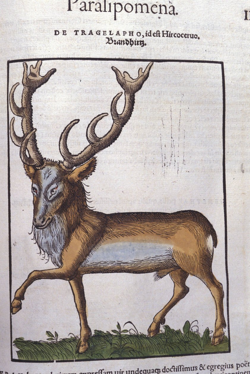 Hirsch nach Historiae animalium von Konrad Gesner, Tiguri von Unknown artist