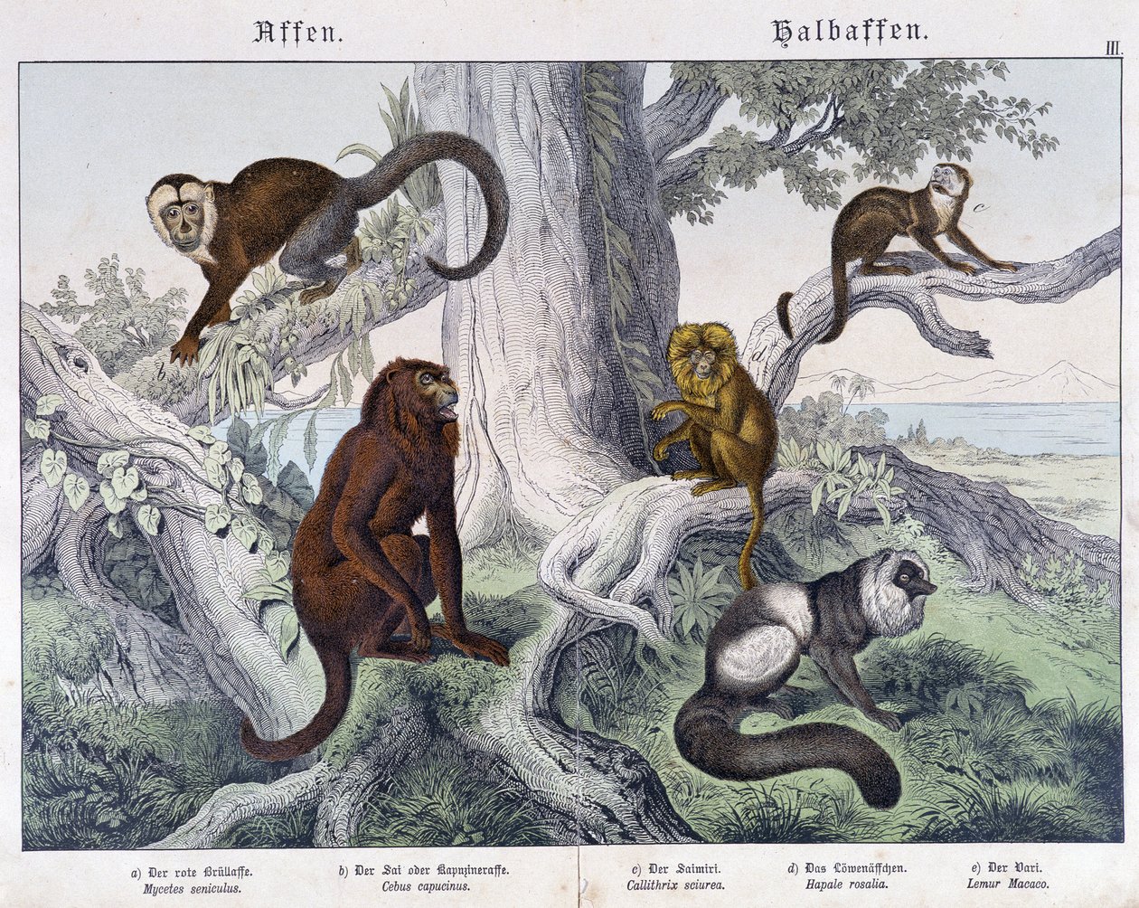 Verschiedene Affenarten - in „Natural histories of mammals“, ed. Schreiber von Unknown artist