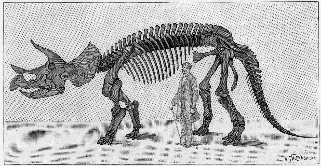 Dinosaurierskelett: „Triceratops prorsus“, März. Oberkreide der Rocky Mountains. Reproduktion der Zeichnung, die von Herrn March an Albert Gaudry vom Institut übermittelt wurde. Gravur in „La Nature: revue des sciences et de leurs applications aux arts et  von Unknown artist