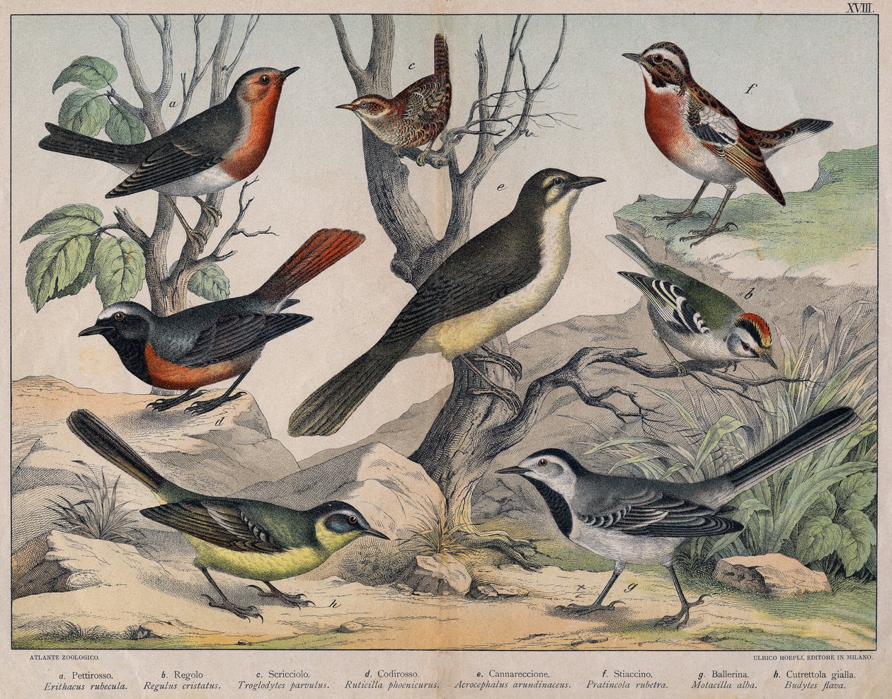 Verschiedene Illustrationen von Vögeln "Geschichte" natürliche Vögel". ed. Hoepli, Mailand von Unknown Artist