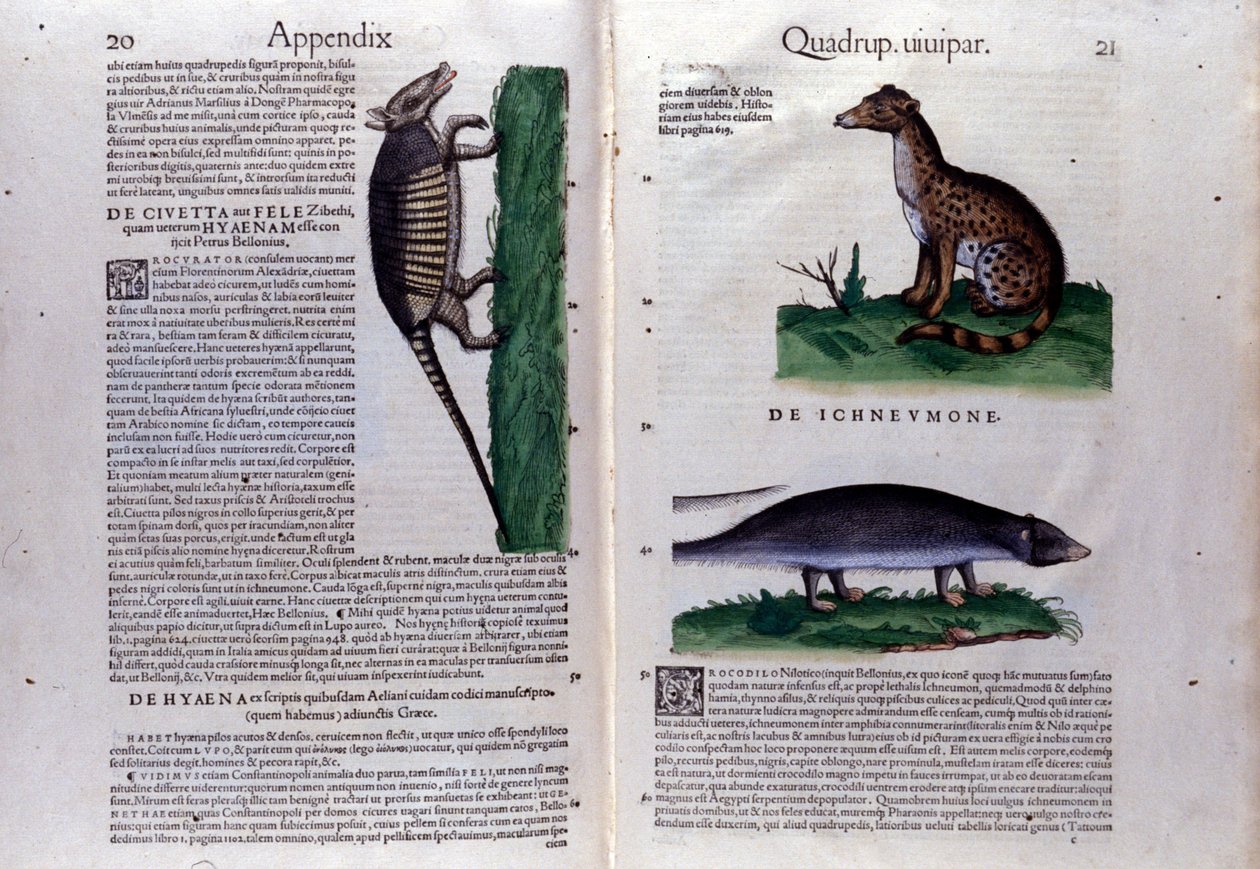Doppelseite der Historia Animalium von Conrad Gesner (1516-1565), Tiguri von Unknown artist