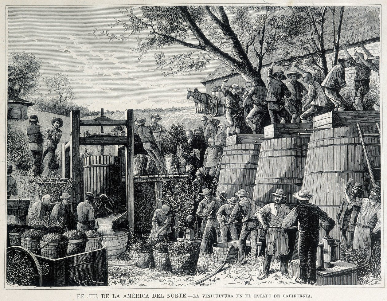 Gravur von 1876, die den Weinbau in Kalifornien im 19. Jahrhundert darstellt. von Unknown artist
