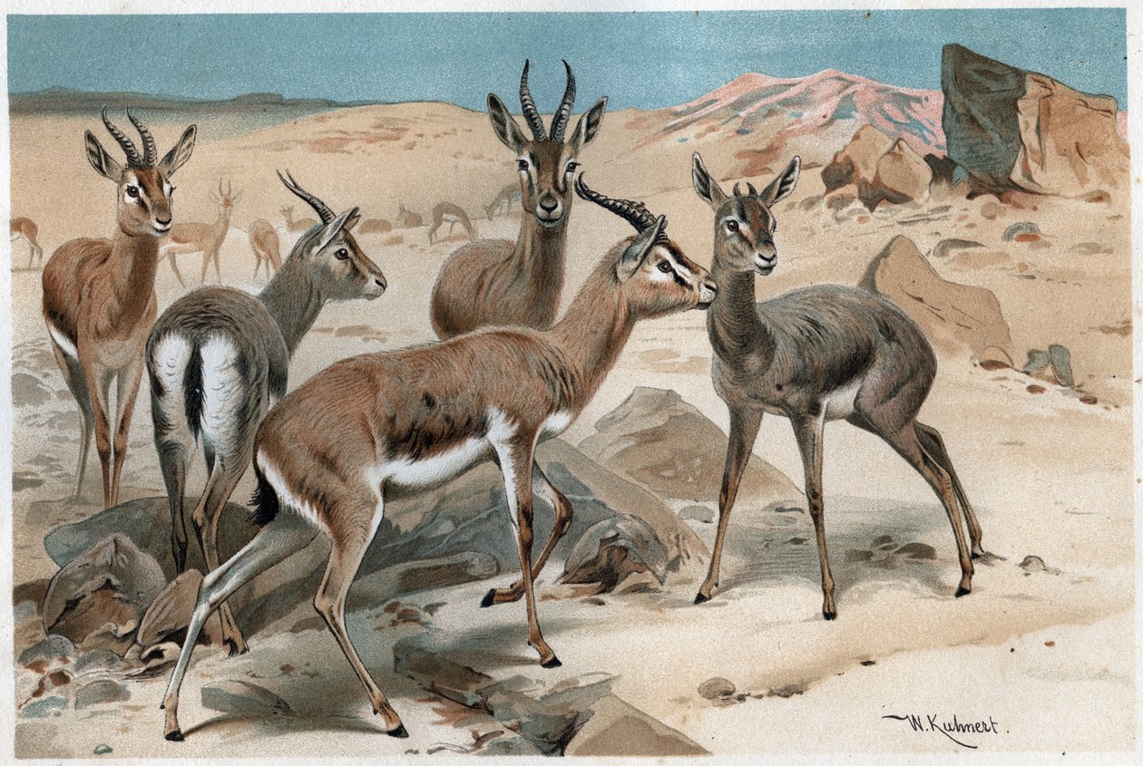 Gazelle - Gravur aus „Brehms Tierleben“ von Alfred Edmund Brehm (1829-1884) von Unknown artist