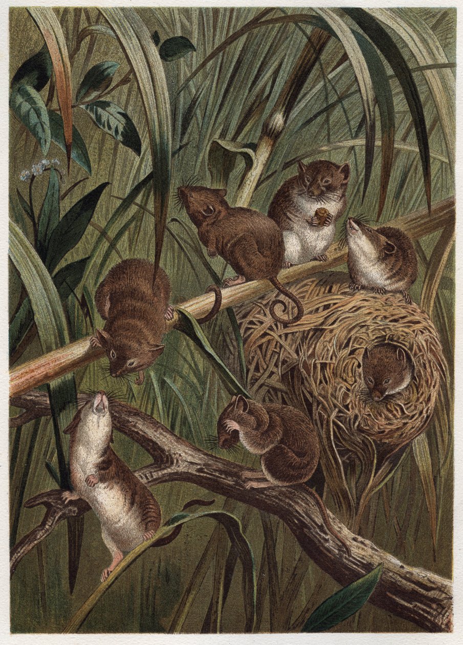 Erntemaus (oder Zwergmaus) - Eurasische Erntemaus (Micromys minutus) - Gravur aus „Brehms Tierleben“ von Alfred Edmund Brehm (1829-1884) von Unknown artist