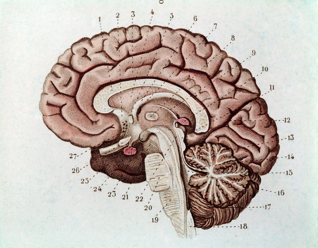 Menschliche Gehirnschnitt mit Großhirnhemisphären und Kleinhirn (Gravur) von Unknown artist