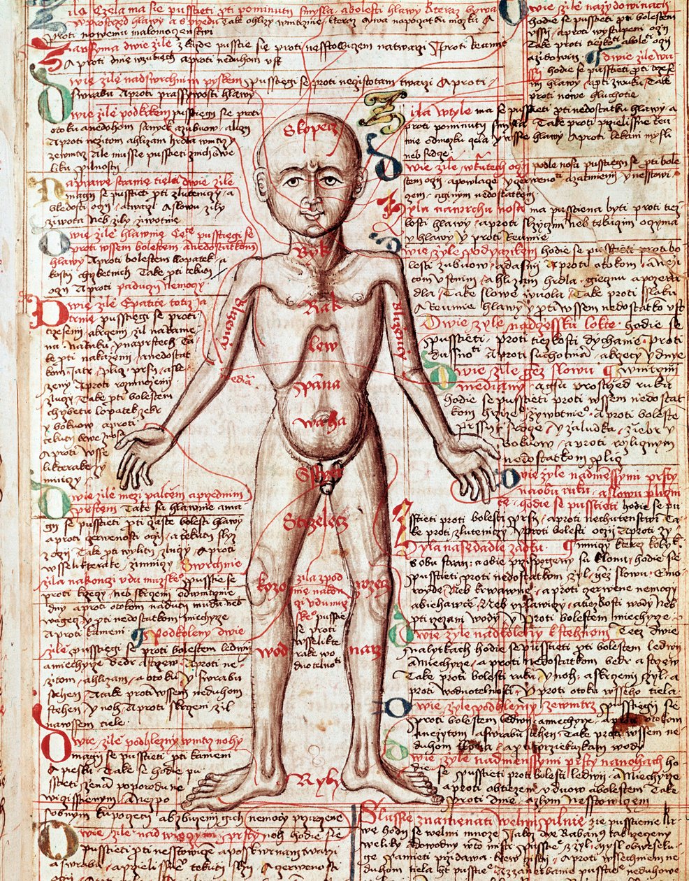 Menschlicher Körper. Gravur aus „Tractatus de pestilentia“ 15. Jahrhundert - Prag, Nationalbibliothek von Unknown artist