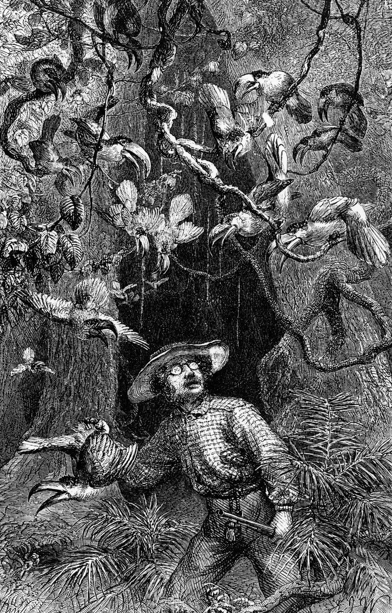 Illustration aus "The Naturalist on the River Amazon" von Henry Walter Bates von Unknown artist