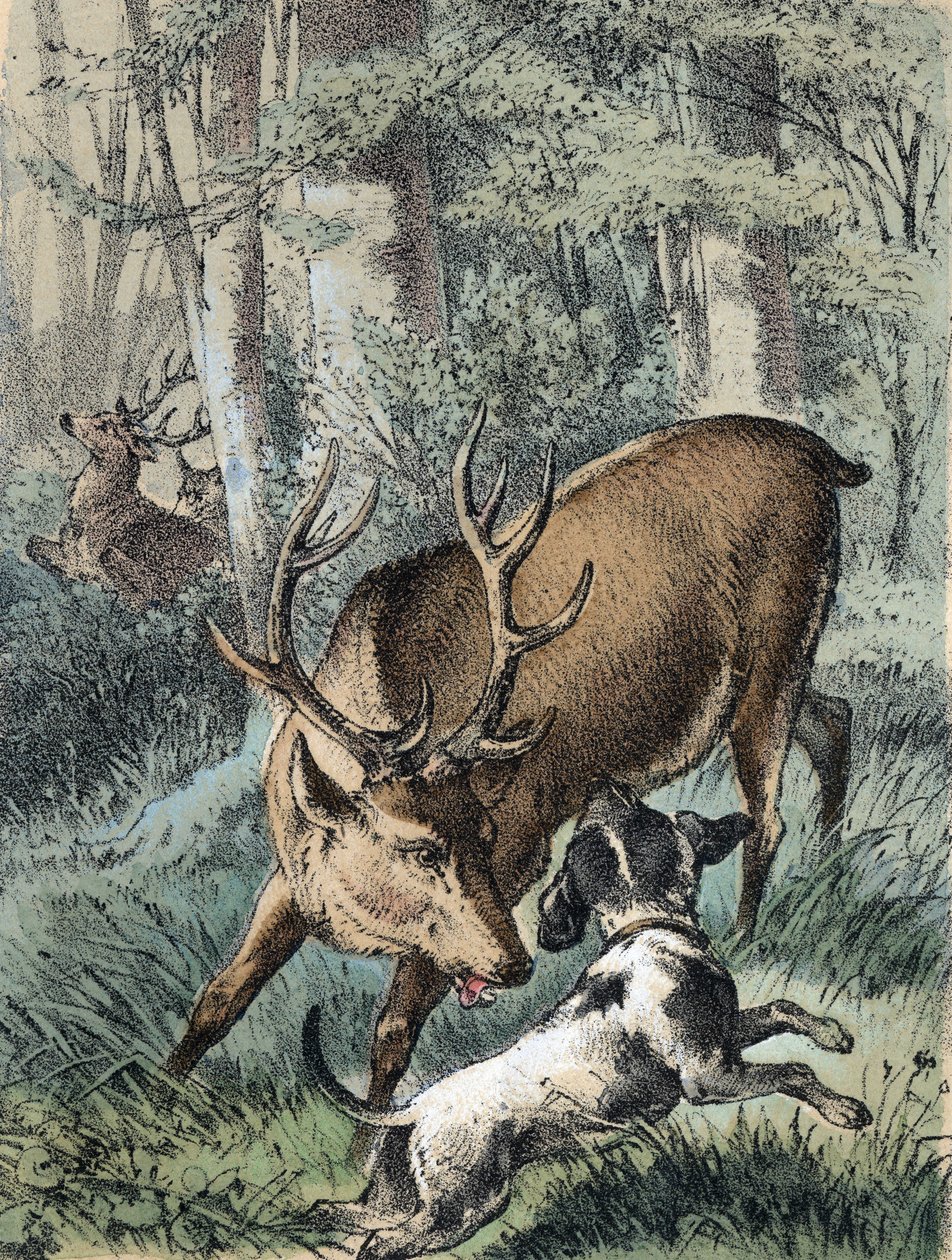 Illustration von Franz Hoffmanns Erzählungen „Märchen und Fabeln - Die 2 Hirsche“: Ein Hirsch läuft weg und der andere kämpft mit einem Hund. Chromolithographie des 19. Jahrhunderts von Unknown artist