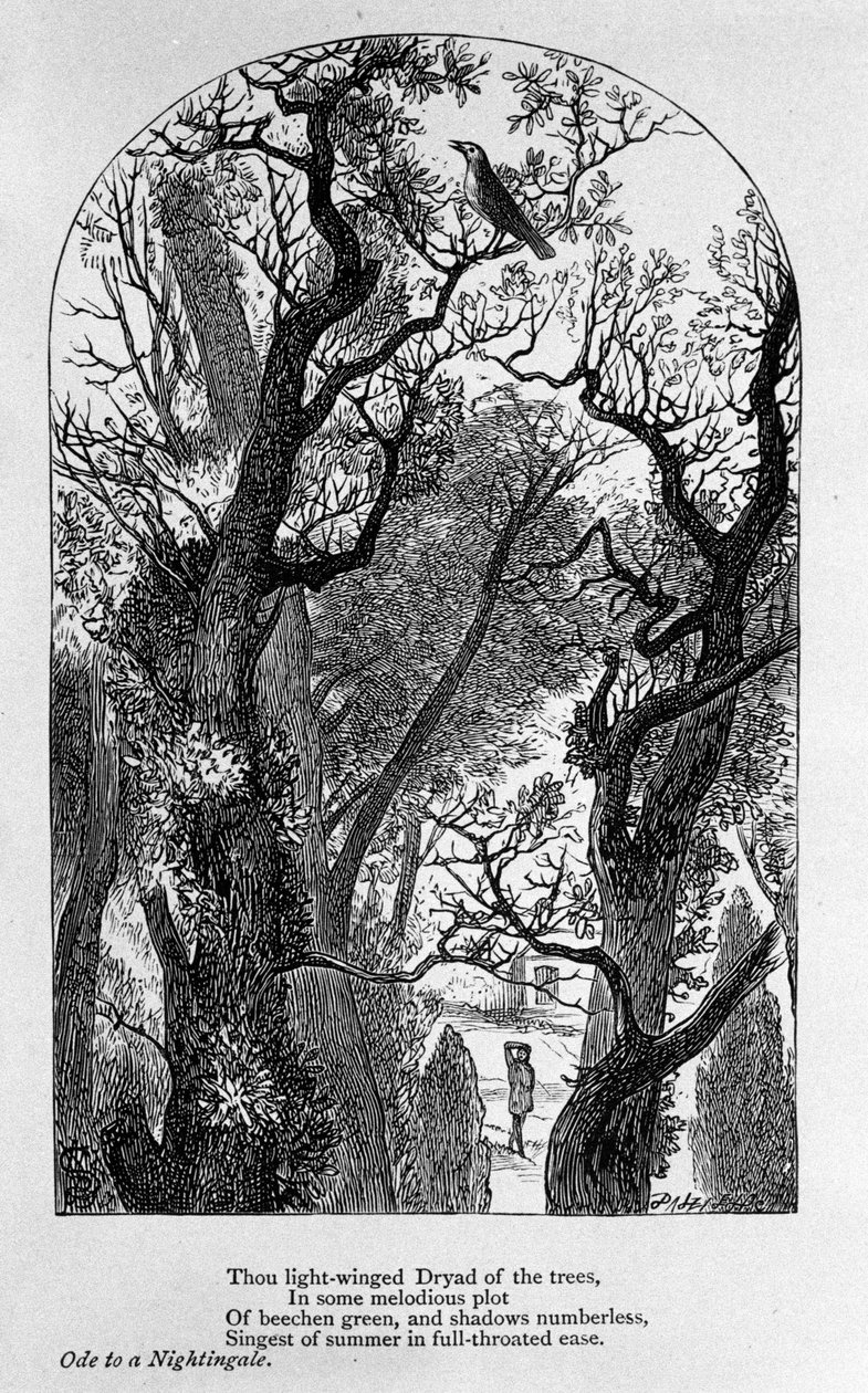John Keats: Ode an eine Nachtigall von Unknown artist