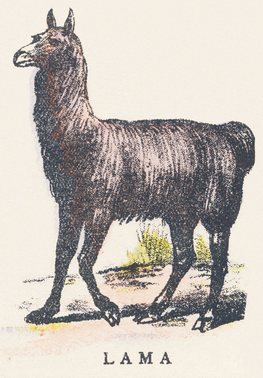 L: Lama von Unknown artist