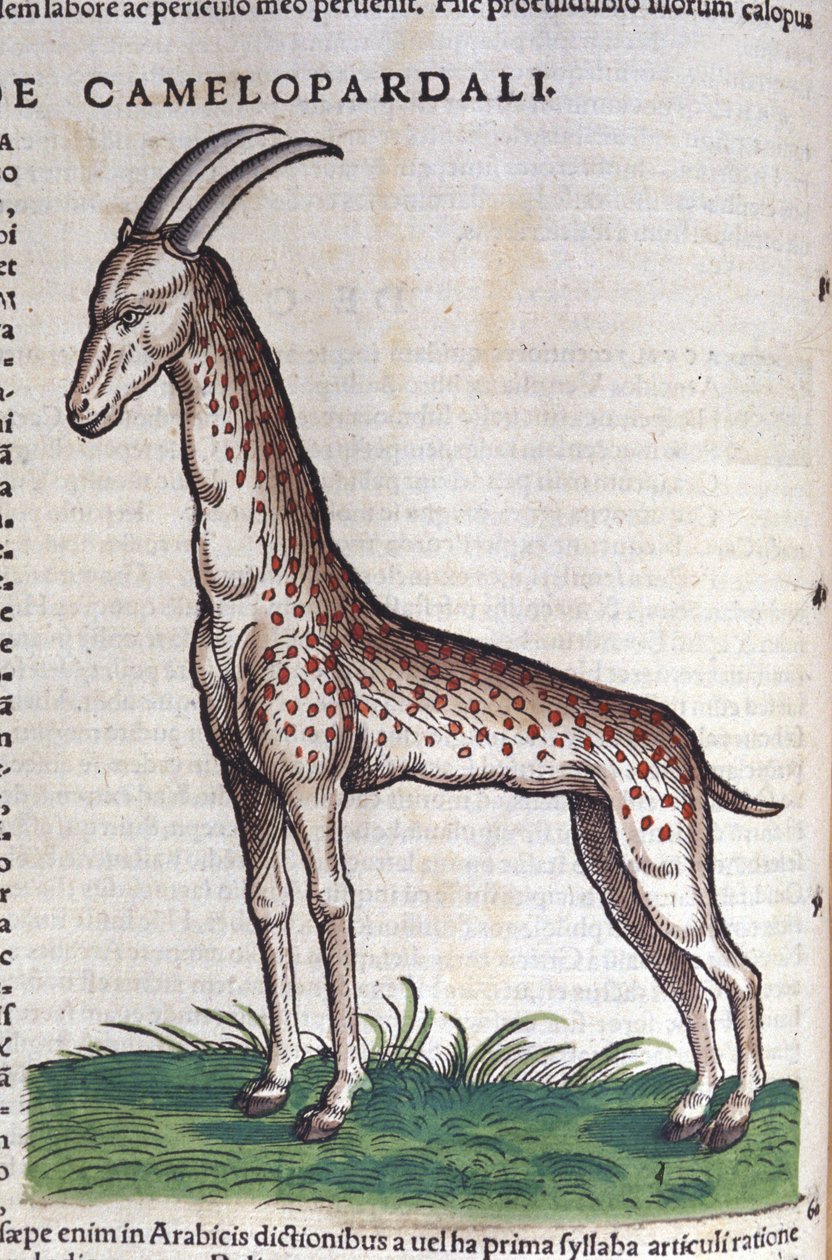 Die Giraffe. in Historia Animalium von Conrad Gesner (1516 - 1565) von Unknown artist