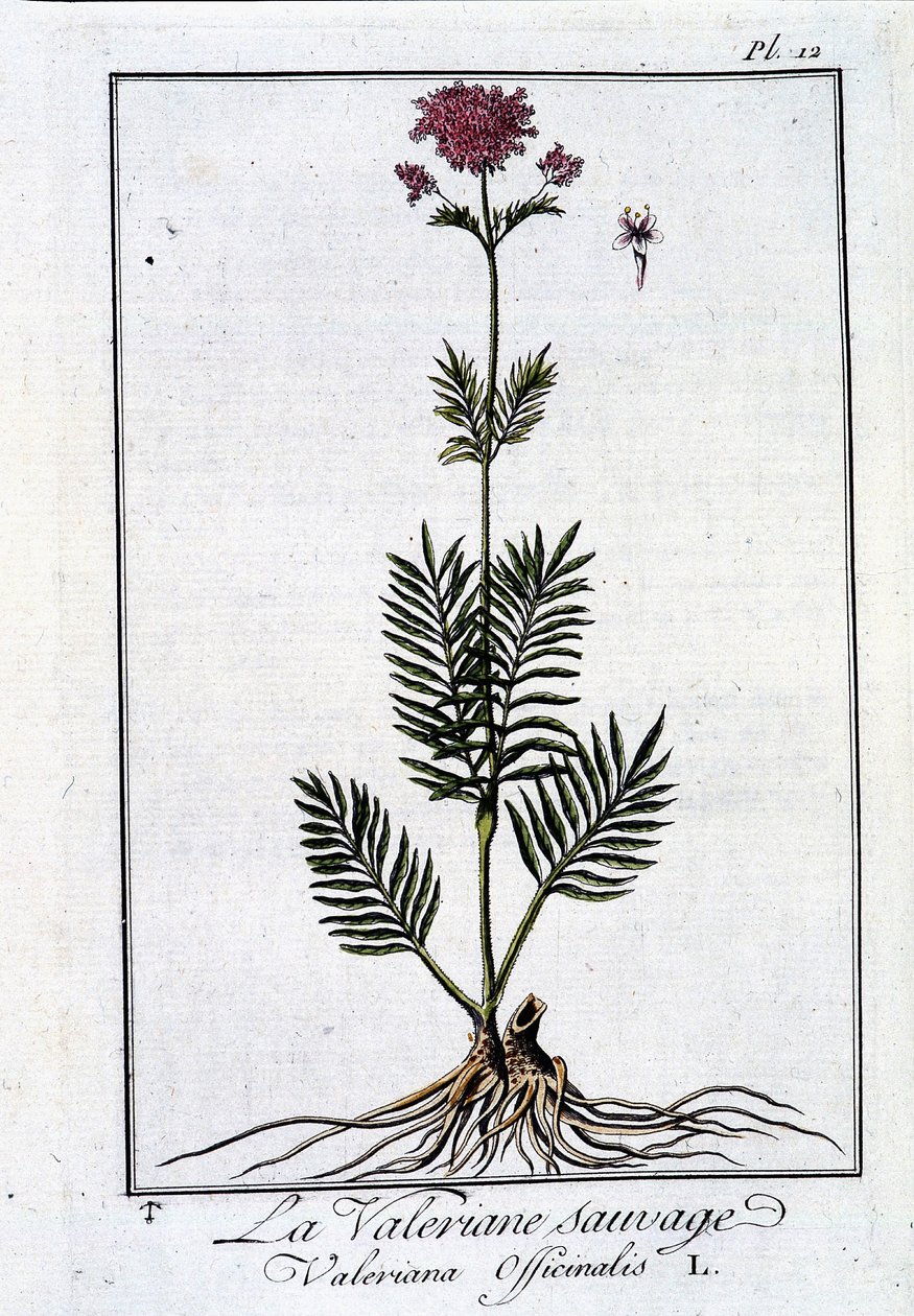 Die wilde Baldrian - in „Übungen der Botanik für den Gebrauch der Händler“ von J.C. Philibert, Druckerei Crapelet, Paris von Unknown artist