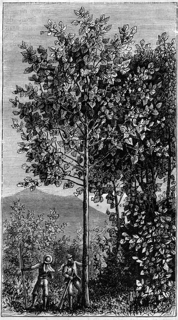 Der Chinarindenbaum (Cinchona officinalis). In „La Nature“ von Unknown artist