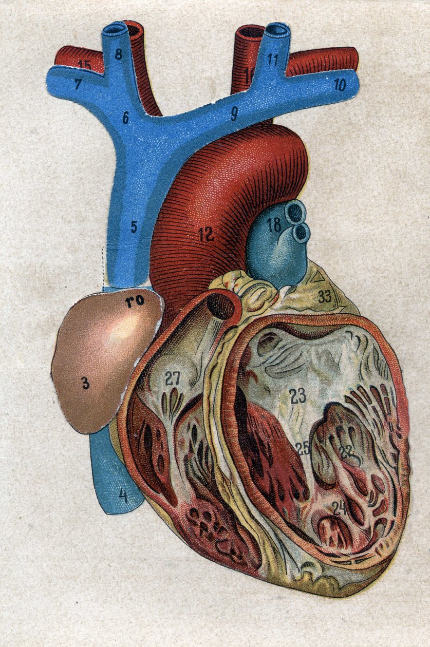 Das Herz in „Die neue natürliche Medikation“ von F.E. Bilz. 1898. von Unknown artist