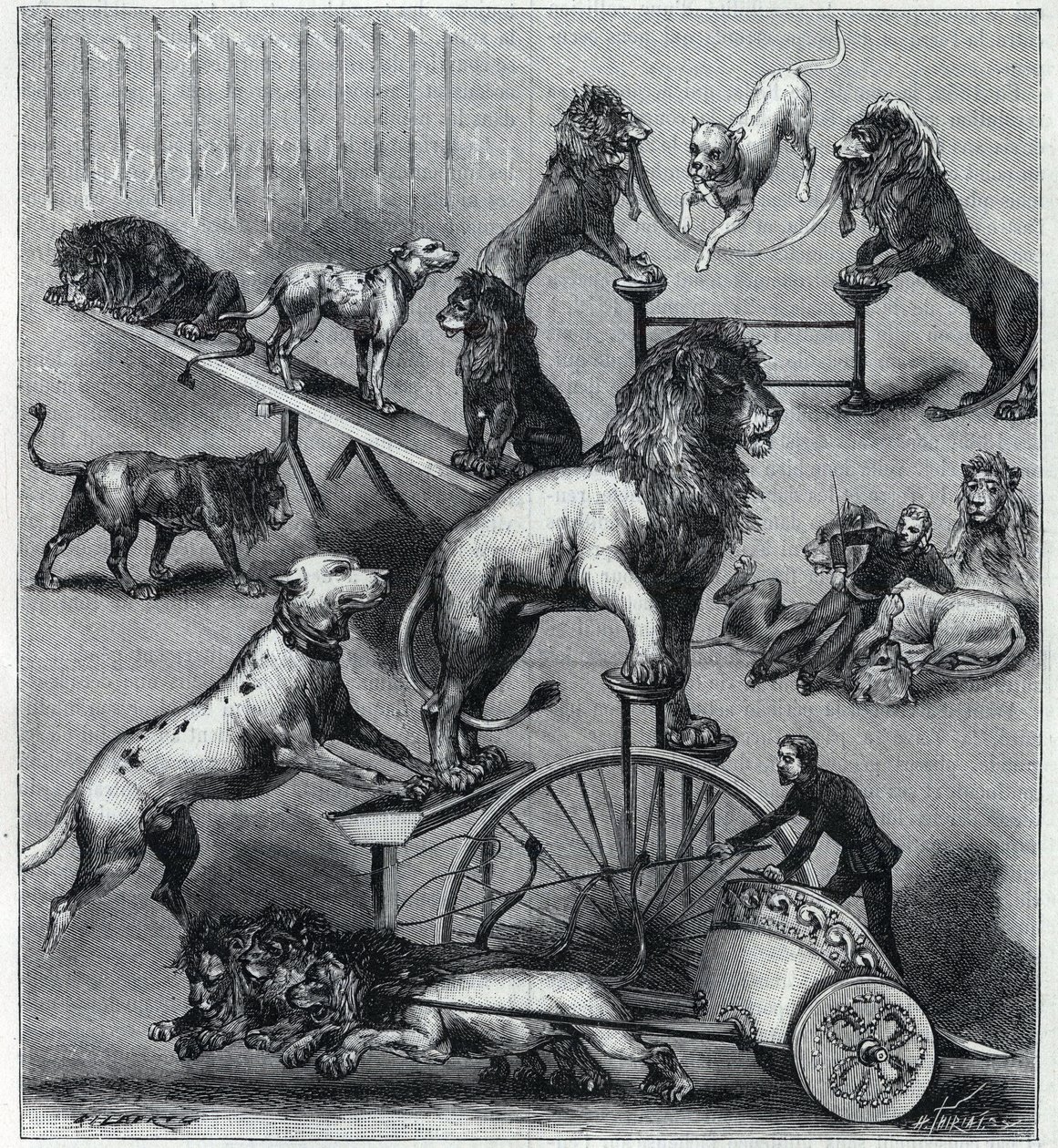Dressierte Löwen des Neuen Zirkus in Paris: verschiedene Kunststücke einer akrobatischen Nummer mit Löwen, Dompteuren und Hunden. Gravur in „La Nature“ 1890. Private Sammlung. von Unknown artist