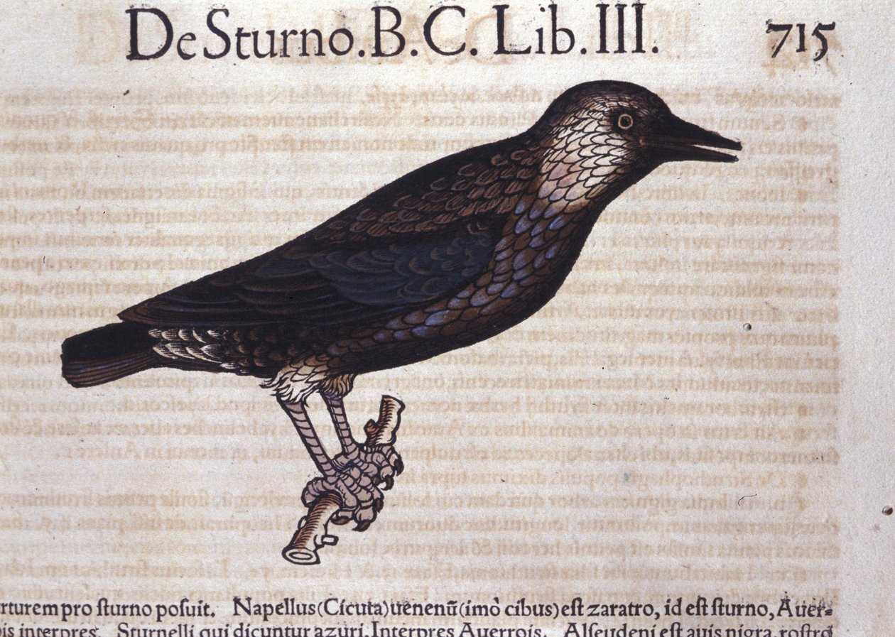Der Star in Historia Animalium von Conrad Gesner (1516 - 1565), Tiguri von Unknown artist