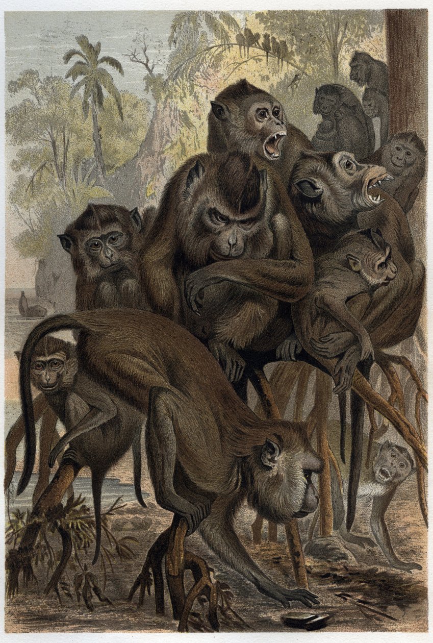 Makaken (Macaca) (Cercopithecinae) - Gravur aus 'Brehms Tierleben' von ...