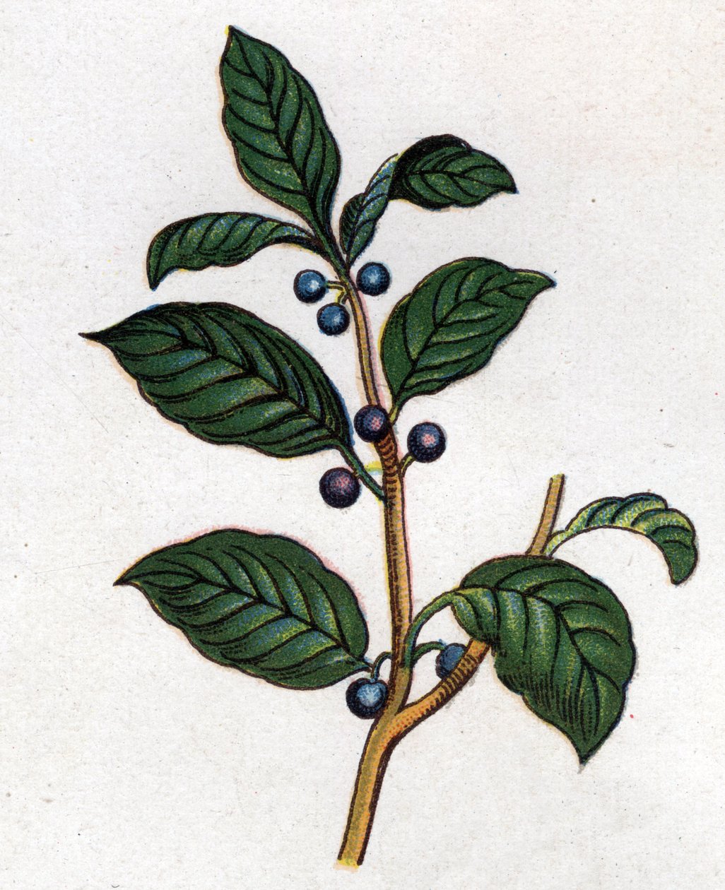 Medizinische und essbare botanische Pflanzen: Faulbaum. Gravur in „La medication naturelle“ von Friedrich Eduard Bilz (1842-1922) von Unknown artist