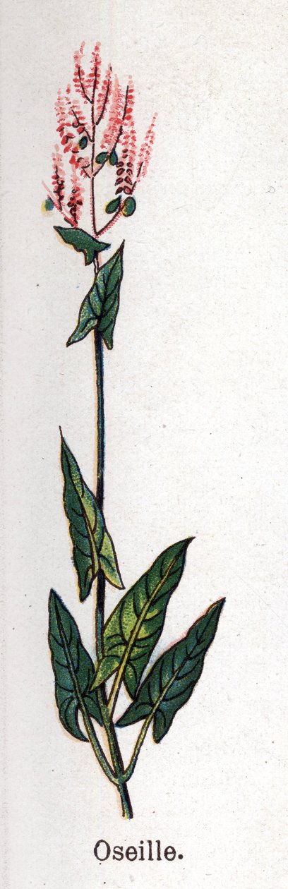 Medizinische und essbare botanische Pflanzen: Sauerampfer. Gravur in „La medication naturelle“ von Friedrich Eduard Bilz (1842-1922) von Unknown artist